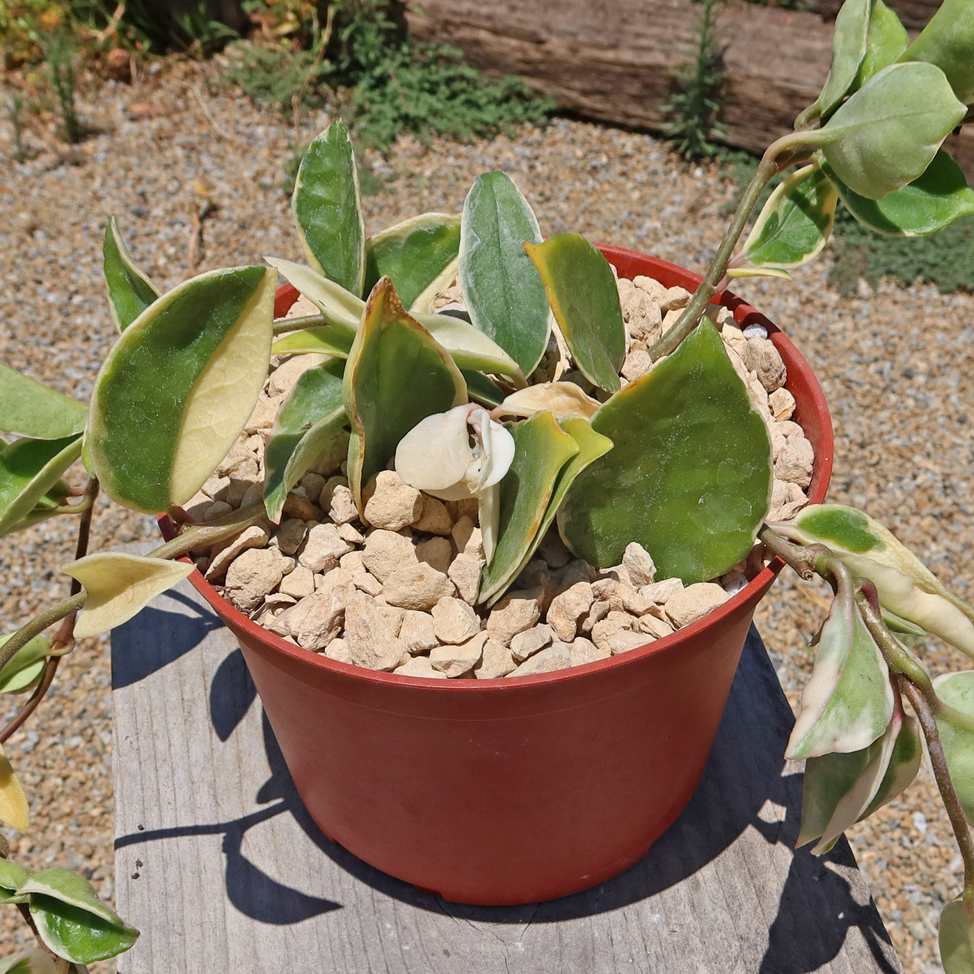 hoya carnosa potting mix Buy 'Hoya Tricolor' Online