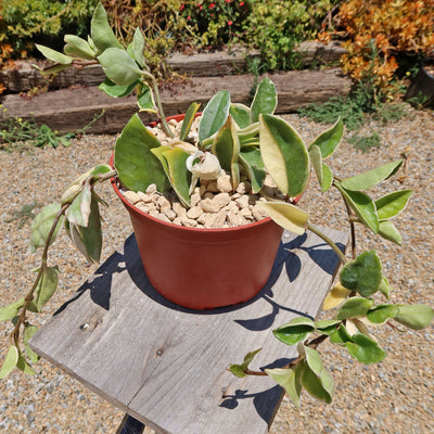 Hoya carnosa Tricolor