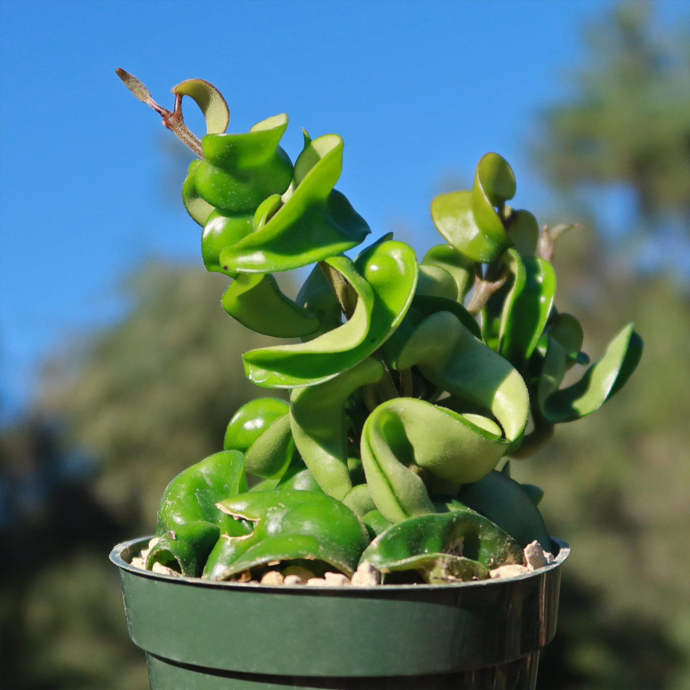 Buy 'Hindu Rope Plant - Hoya compacta' - Planet Desert