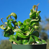 Hindu Rope Plant ‘Hoya carnosa compacta’