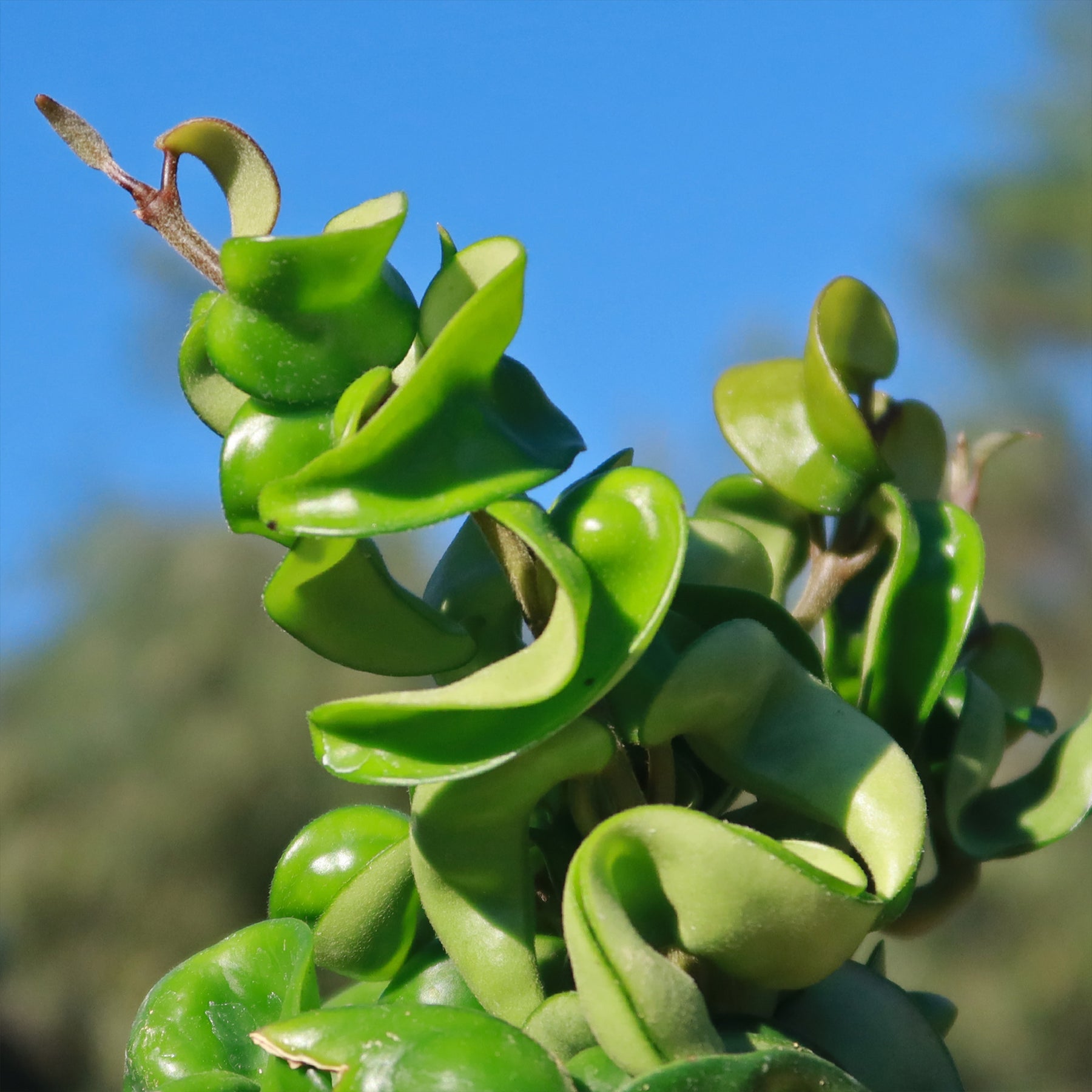 Hindu Rope Plant 'Hoya carnosa compacta