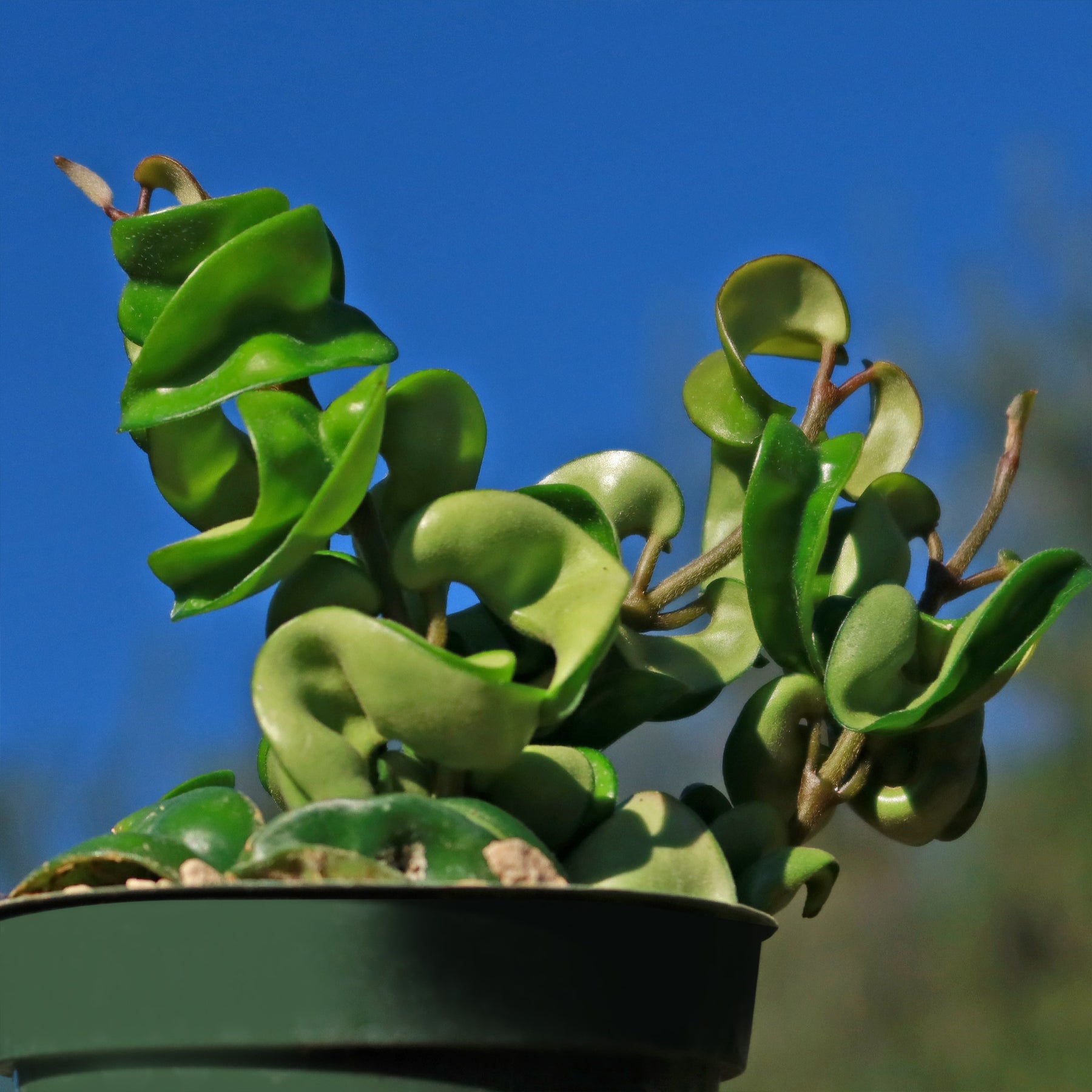 fertilizer for hindu rope plant Hindu Rope Plant ‘Hoya carnosa compacta’