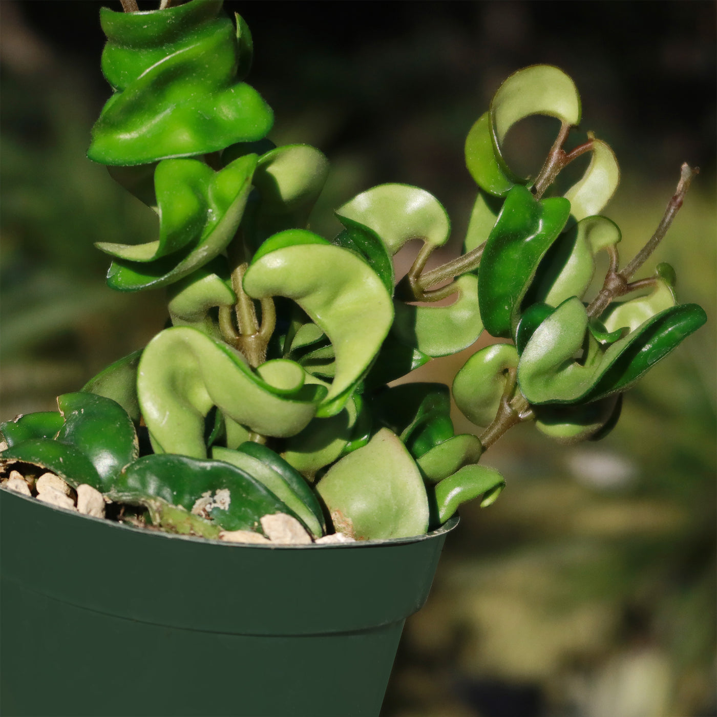 Hindu Rope Plant ‘Hoya carnosa compacta’