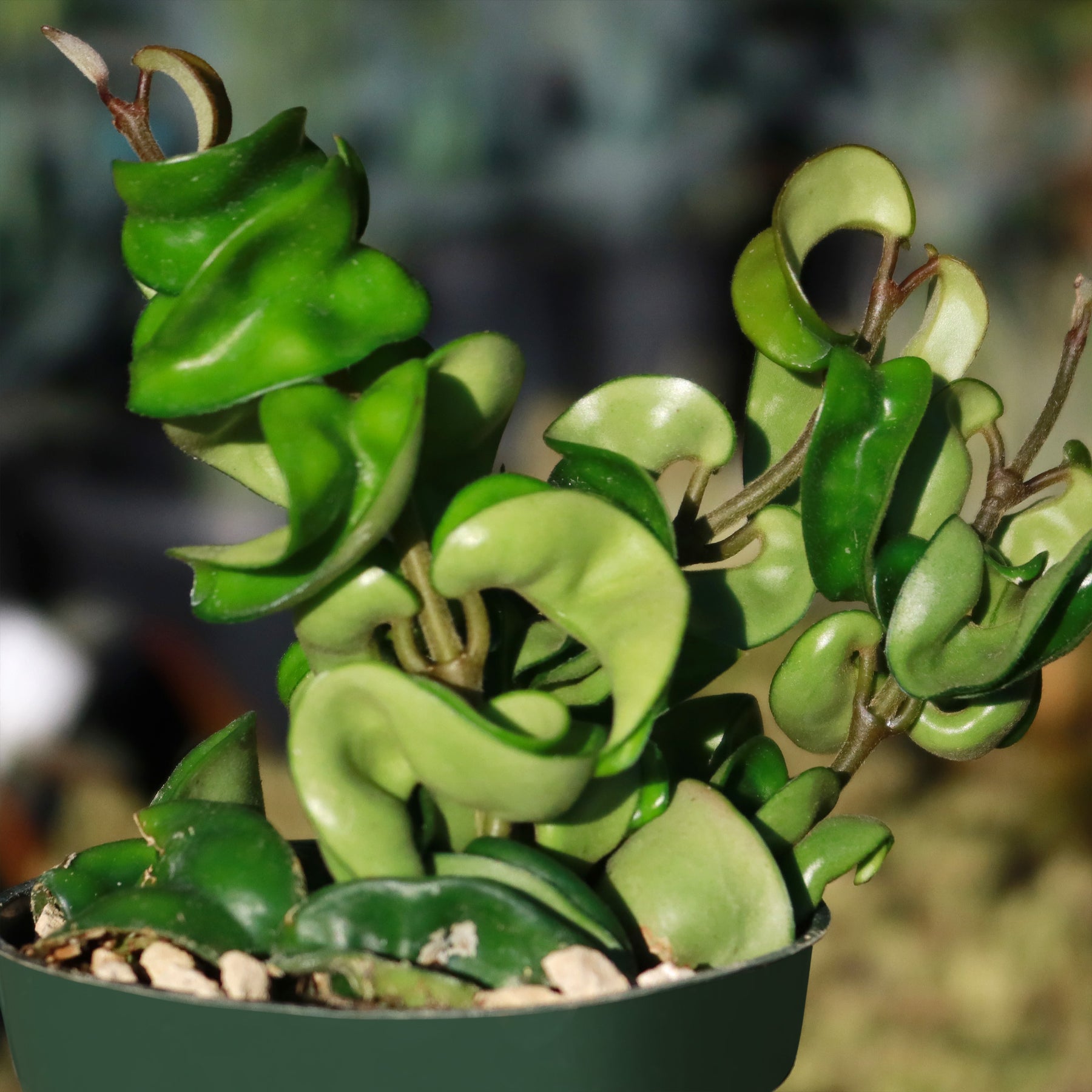 thumbnail image 2 of Hoya Carnosa Compacta 'Krinkle Kurl' Hindu Rope Plant - Bare Root, 6+ Inches, Easy Care 2 of 5