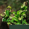 Hindu Rope Plant ‘Hoya carnosa compacta’