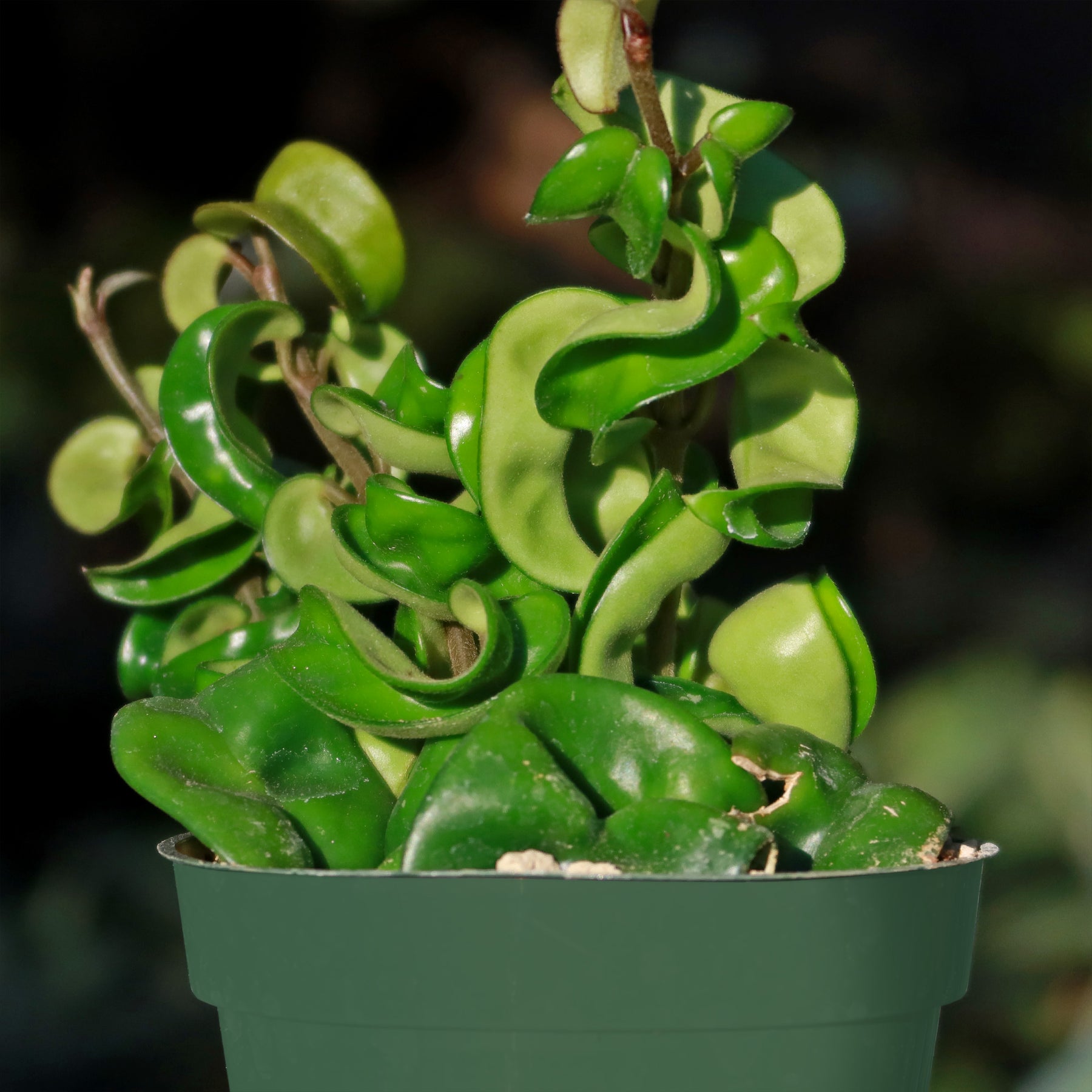 Buy ‘Hindu Rope Plant - Hoya compacta’ - Planet Desert