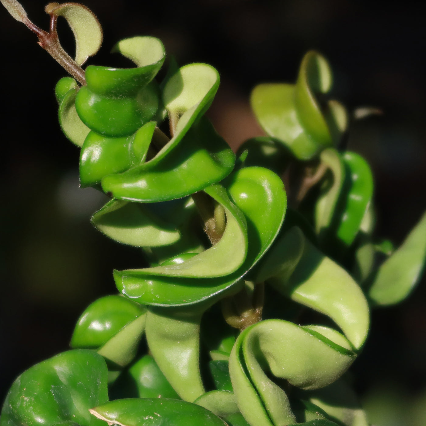 Buy 'Hindu Rope Plant - Hoya compacta' - Planet Desert