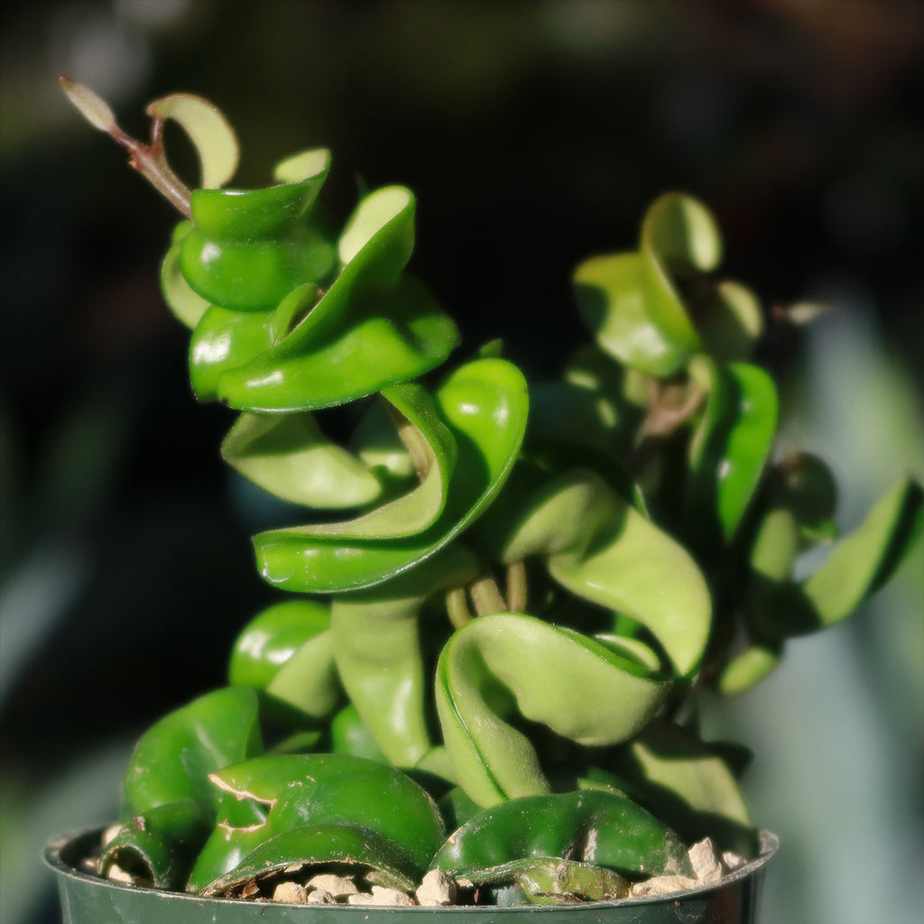 Buy 'Hindu Rope Plant - Hoya compacta' - Planet Desert