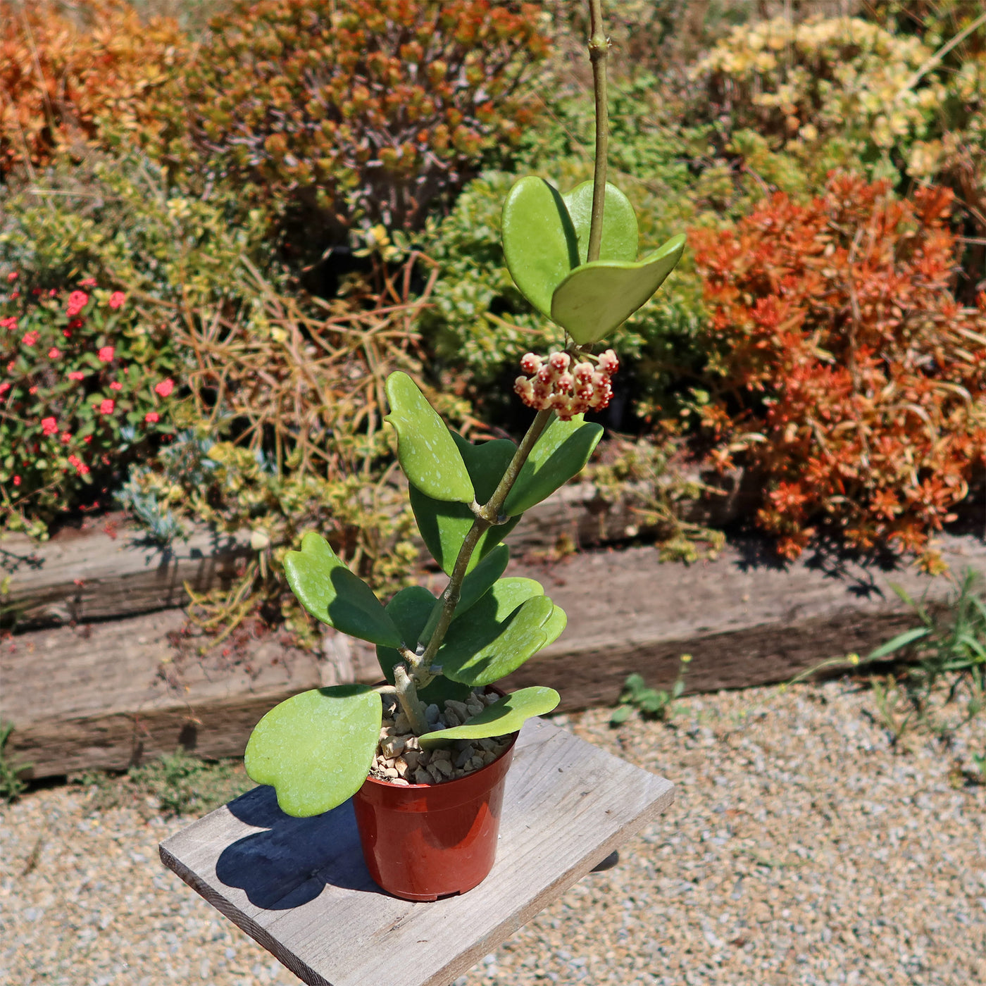 is hoya kerrii a succulent Hoya kerrii Trailing