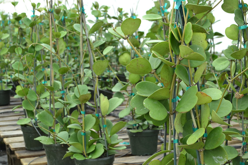 Hoya Plant Varieties
