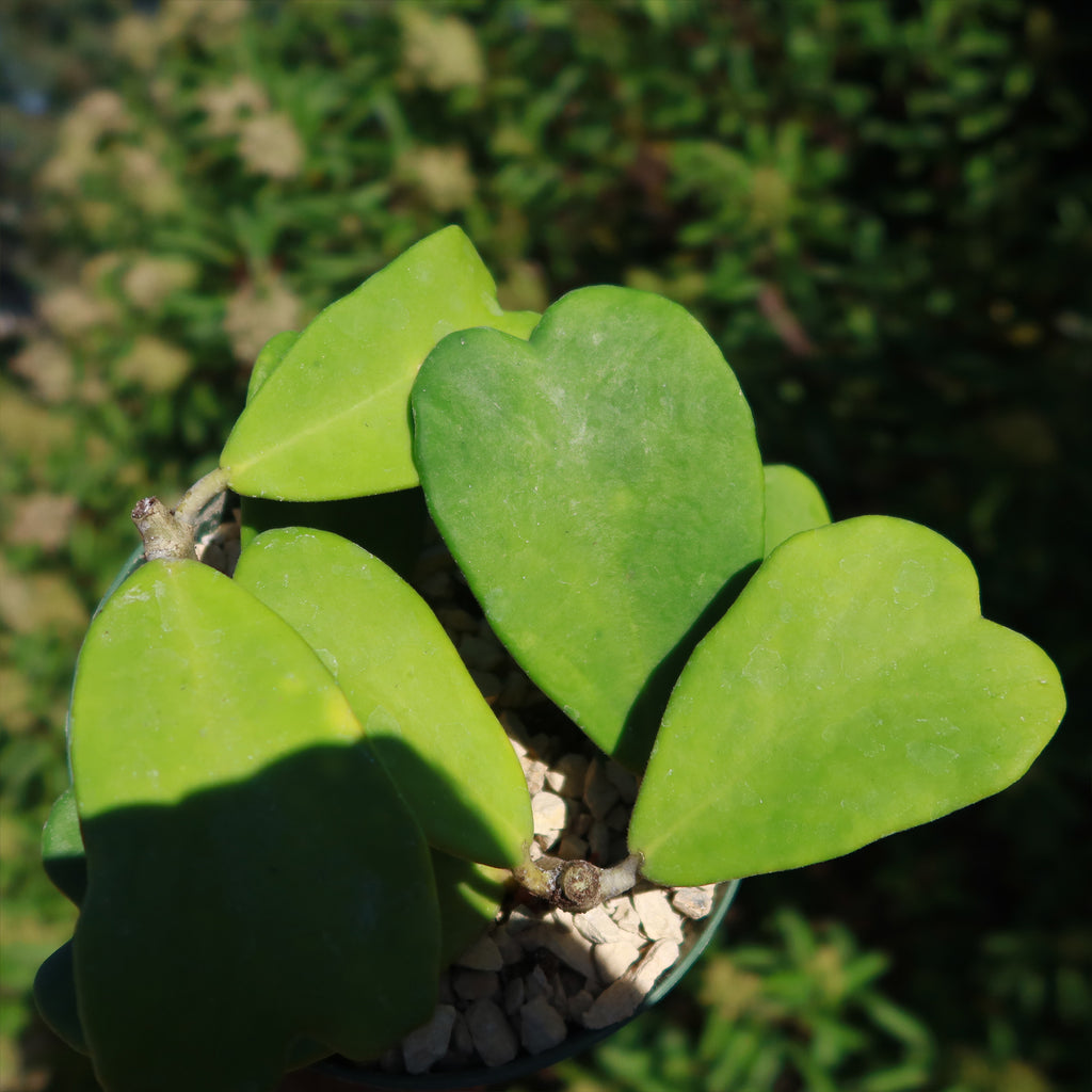 Hoya kerrii Trailing