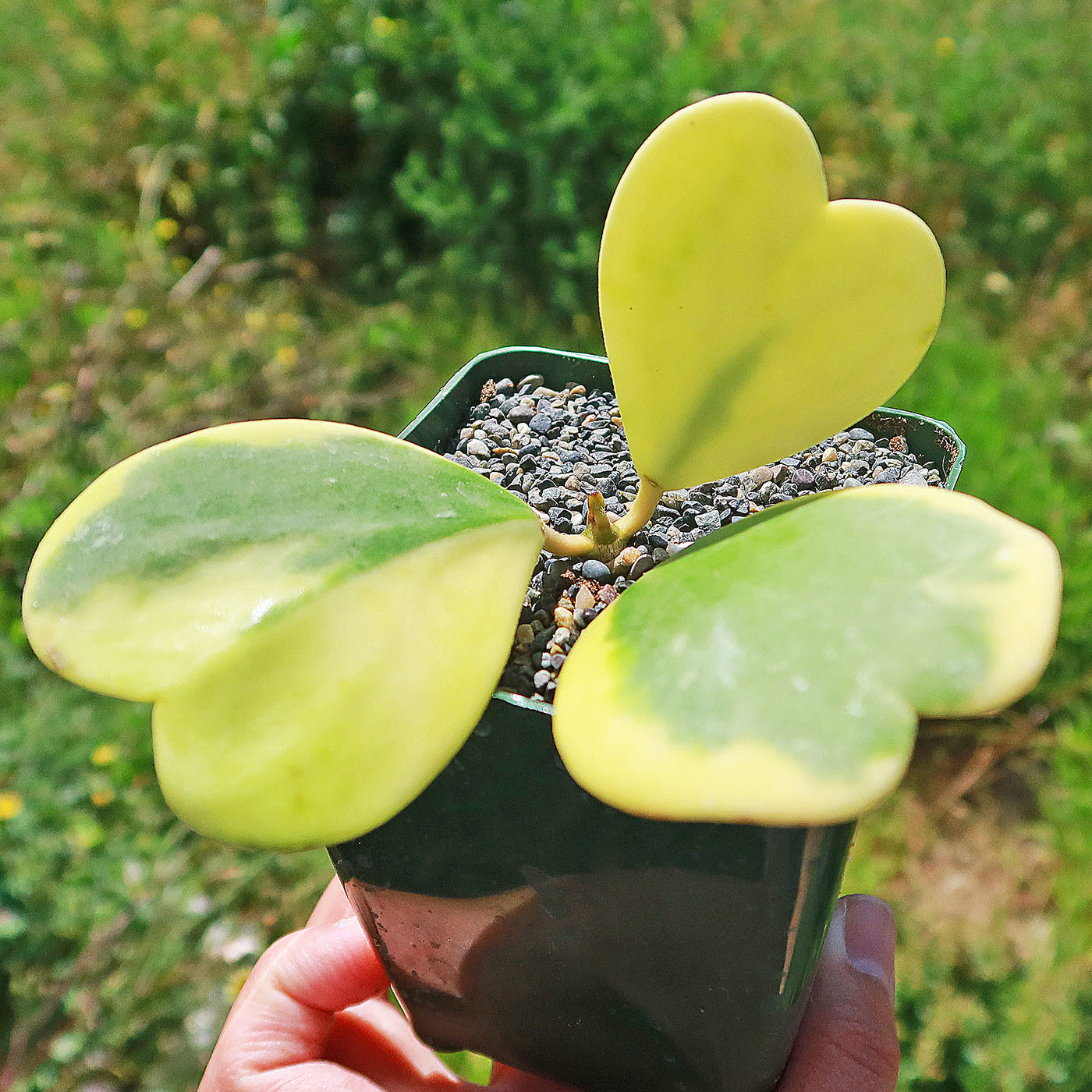Variegated Heart Leaf Hoya - Hoya kerrii variegated - 2