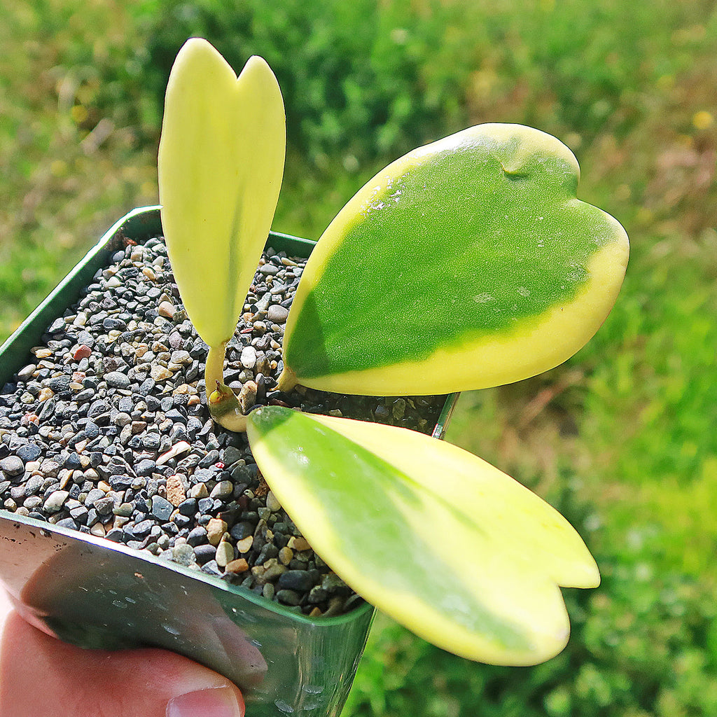 Variegated Heart Leaf Hoya - Hoya kerrii variegated -1