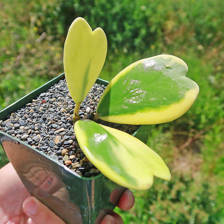 Variegated Hoya buying Kerrii