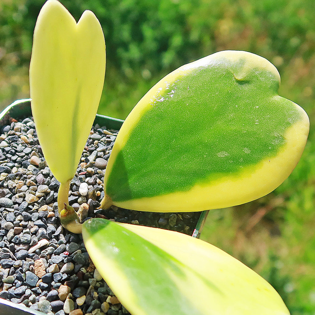 Variegated Heart Leaf Hoya - Hoya kerrii variegated - 3