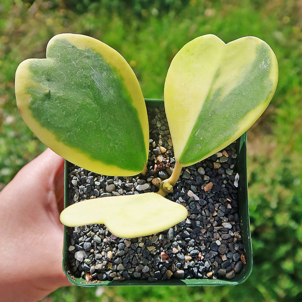 Variegated Heart Leaf Hoya - Hoya kerrii variegated - 5