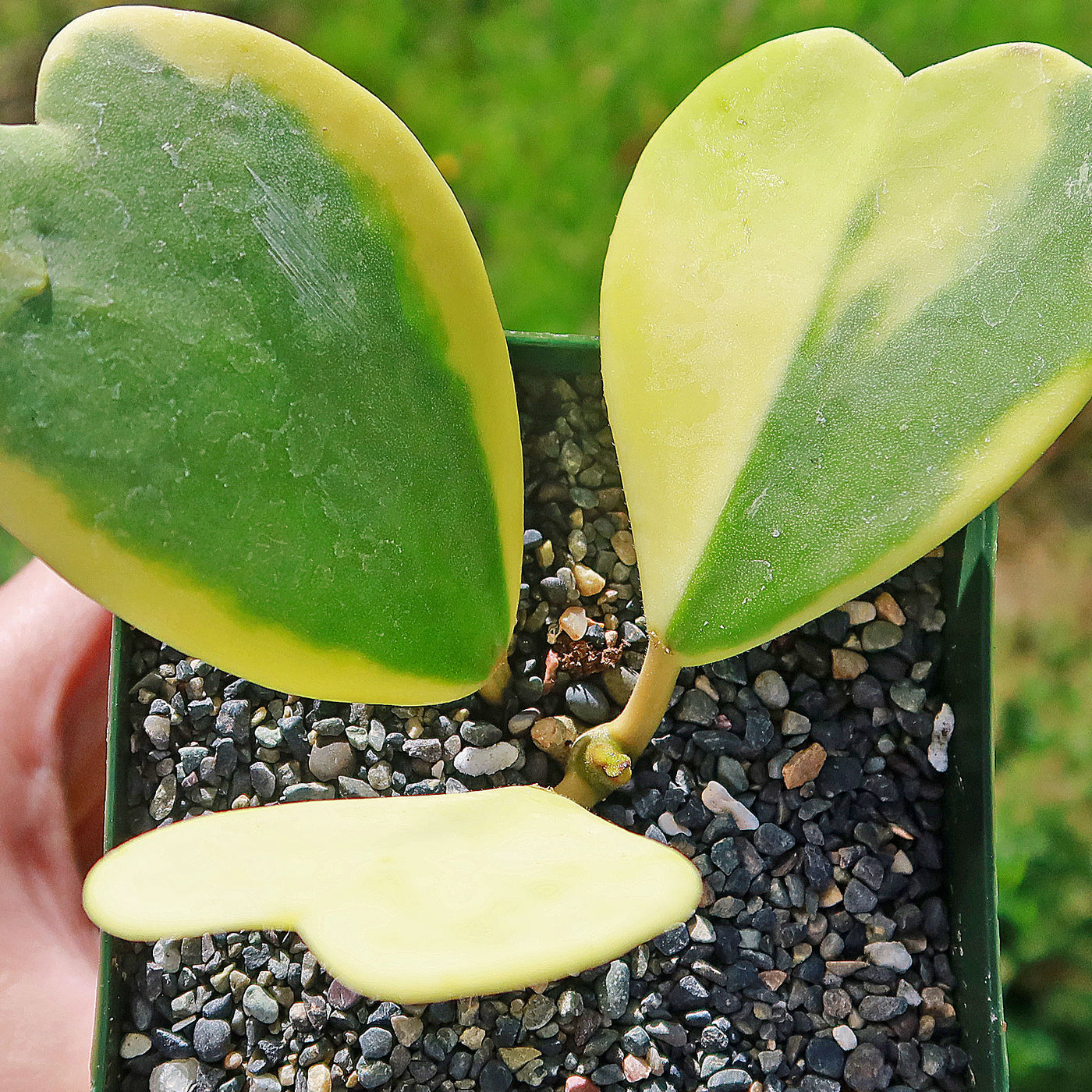 Variegated Heart Leaf Hoya - Hoya kerrii variegated -4