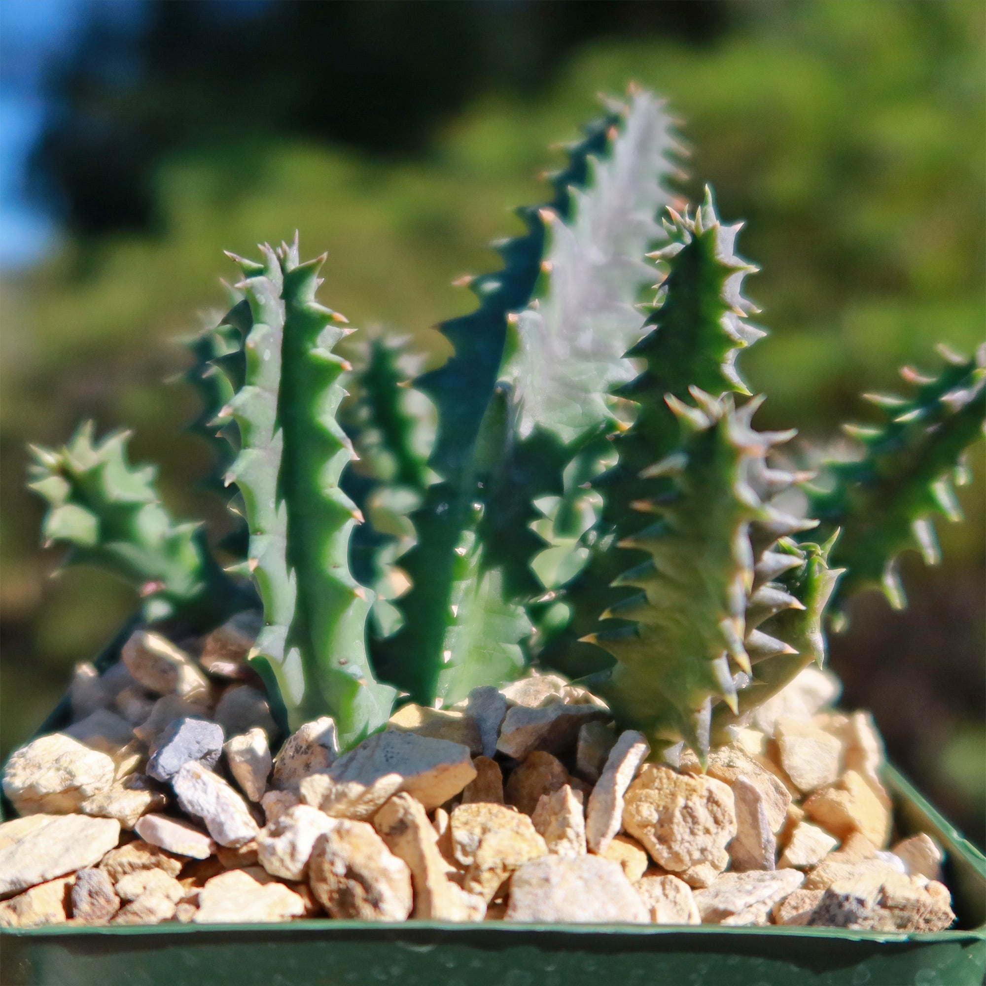 Lifesaver Cactus - Huernia zebrina