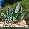 Lifesaver Cactus - Huernia zebrina