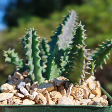Shop 'Lifesaver Cactus