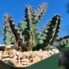 Lifesaver Cactus - Huernia zebrina