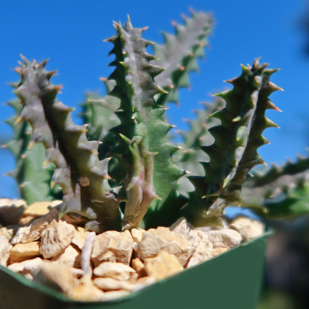 Lifesaver Cactus - Huernia zebrina