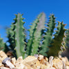 Lifesaver Cactus - Huernia zebrina