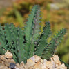 Lifesaver Cactus - Huernia zebrina