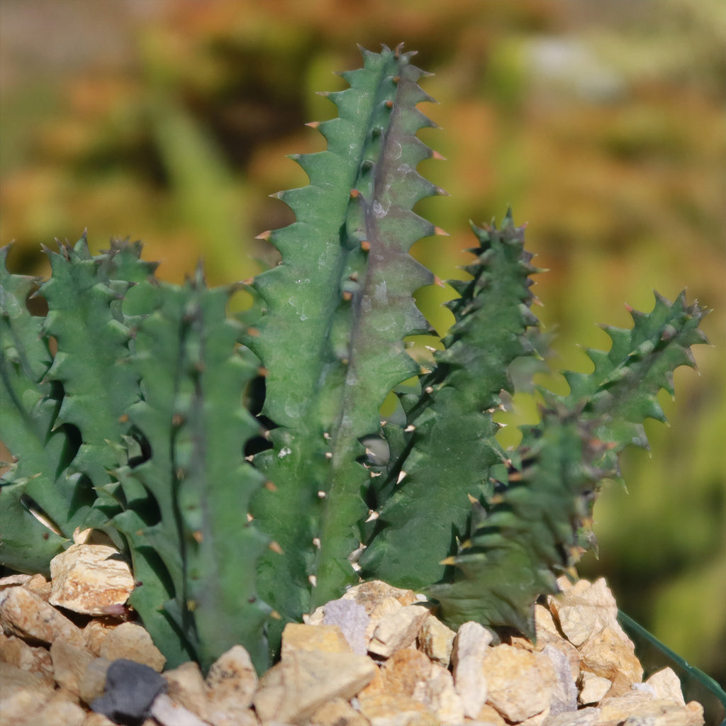 Lifesaver Cactus - Huernia zebrina