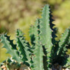 Lifesaver Cactus - Huernia zebrina