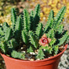 Lifesaver Cactus - Huernia zebrina