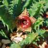 Lifesaver Cactus - Huernia zebrina