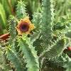 Lifesaver Cactus - Huernia zebrina