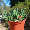 Lifesaver Cactus - Huernia zebrina