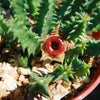 Lifesaver Cactus - Huernia zebrina