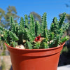 Lifesaver Cactus - Huernia zebrina