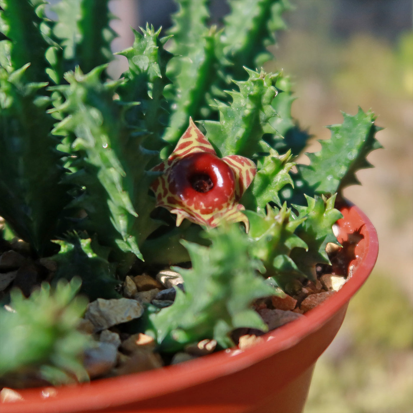 lifesaver succulent plant Lifesaver Cactus