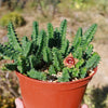 Lifesaver Cactus - Huernia zebrina