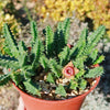 Lifesaver Cactus - Huernia zebrina