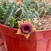 Lifesaver Cactus - Huernia zebrina