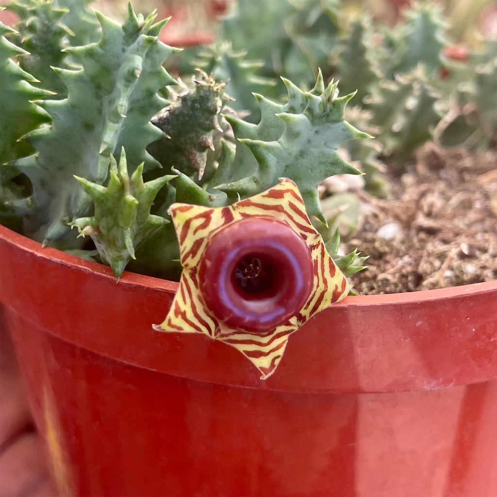 Lifesaver Cactus - Huernia zebrina