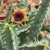 Lifesaver Cactus - Huernia zebrina