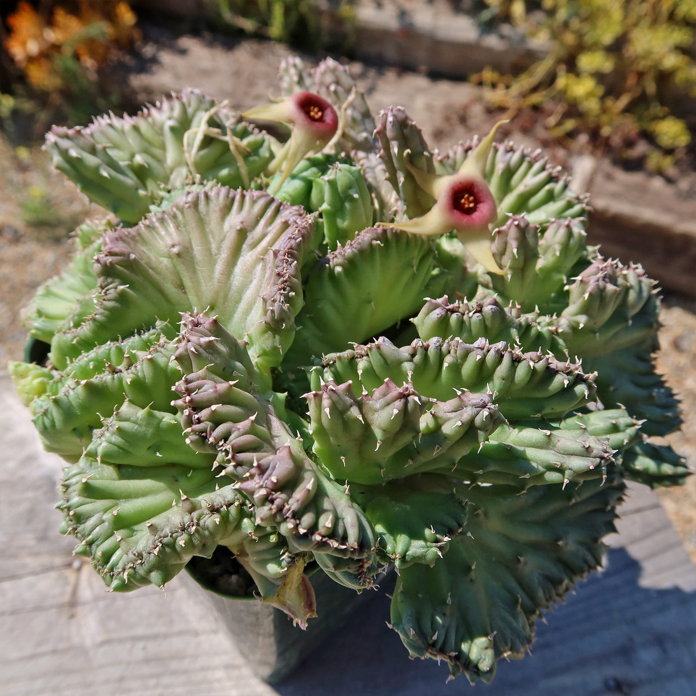 huernia succulent Huernia procumbens 'crested'