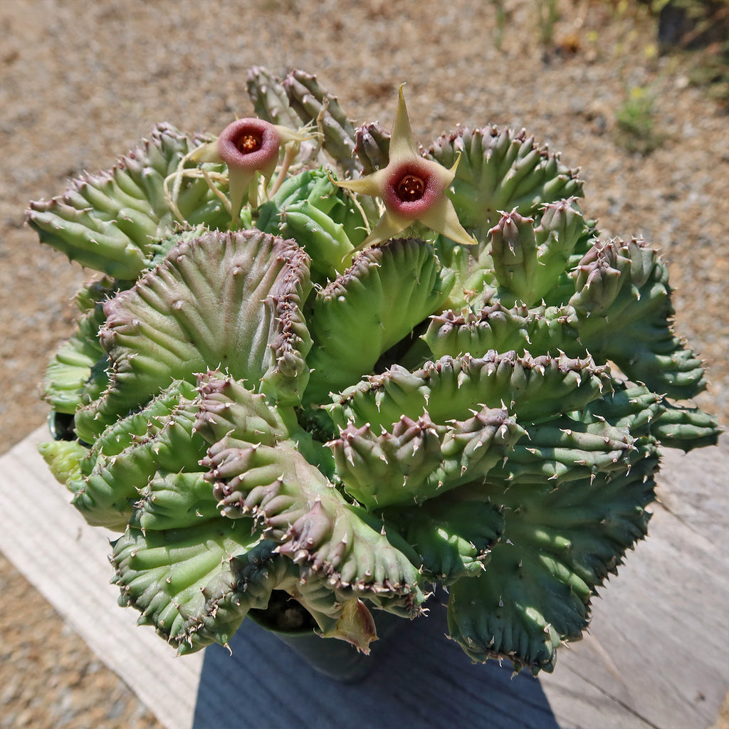 Huernia procumbens &
