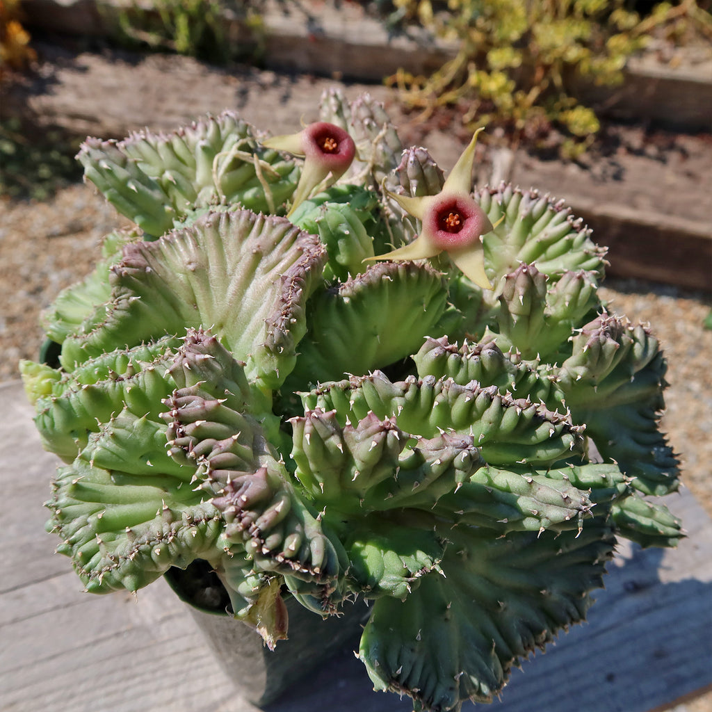 Huernia procumbens &