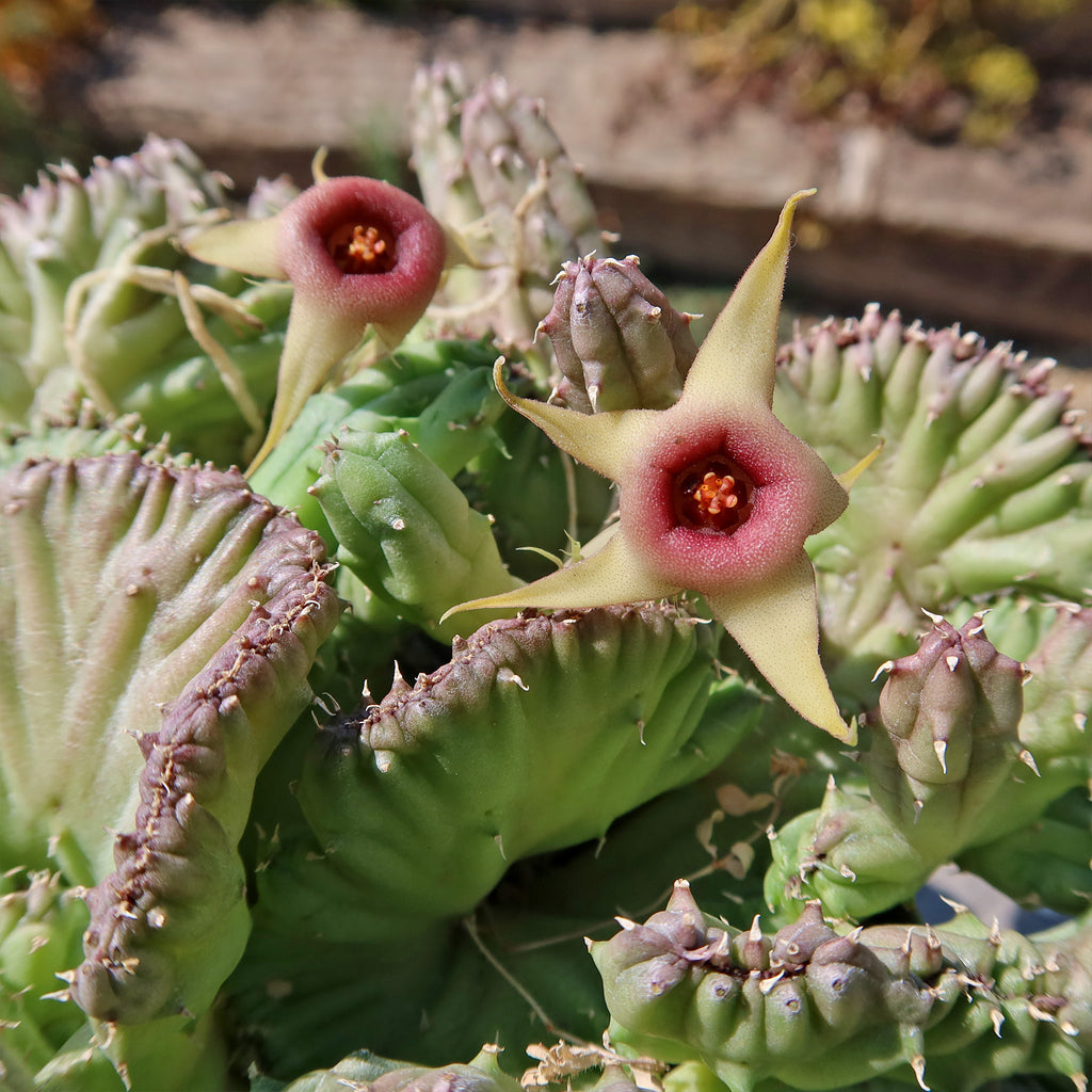 Huernia procumbens &