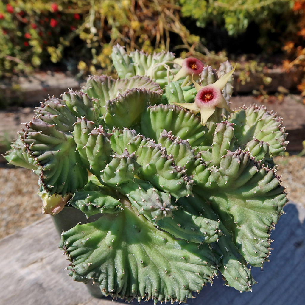 Huernia procumbens &