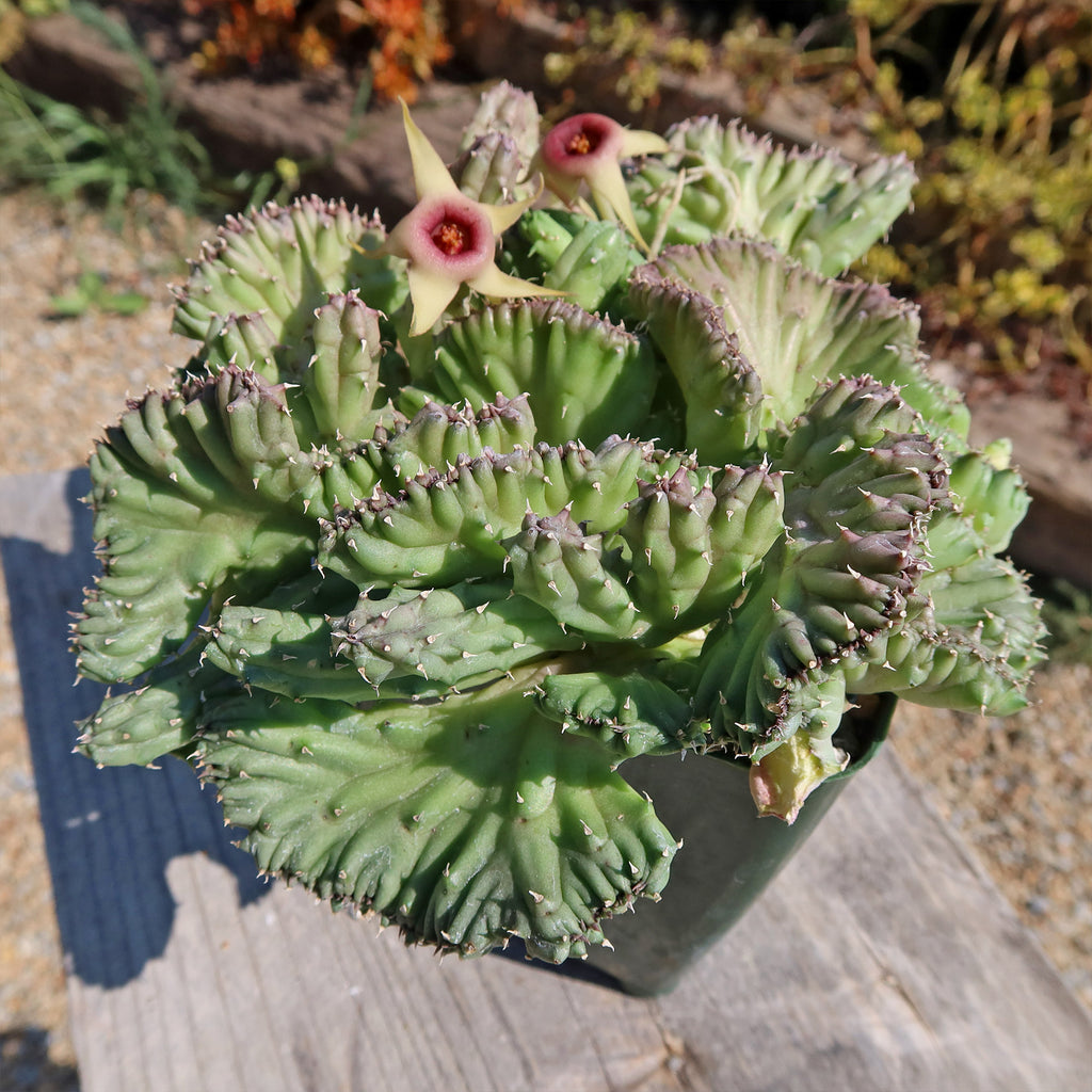 Huernia procumbens &