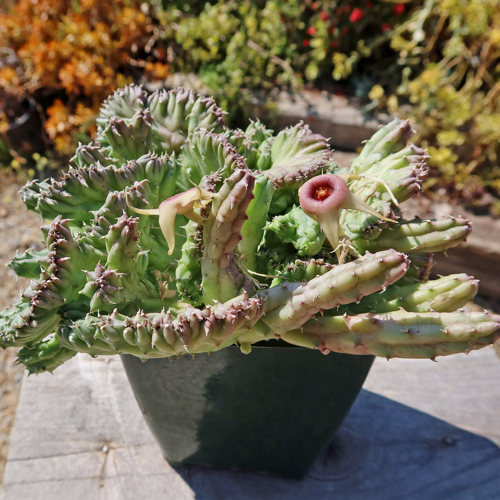 Huernia procumbens &