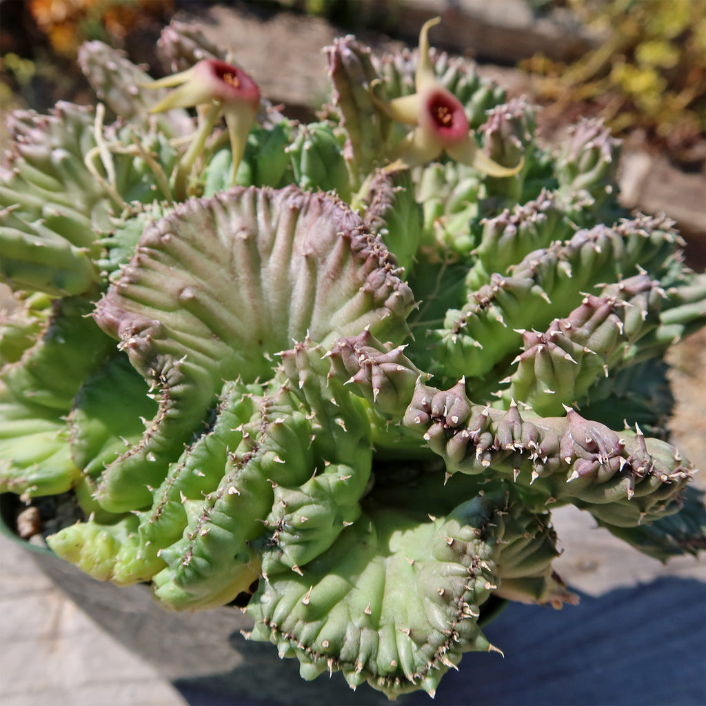 Huernia procumbens &